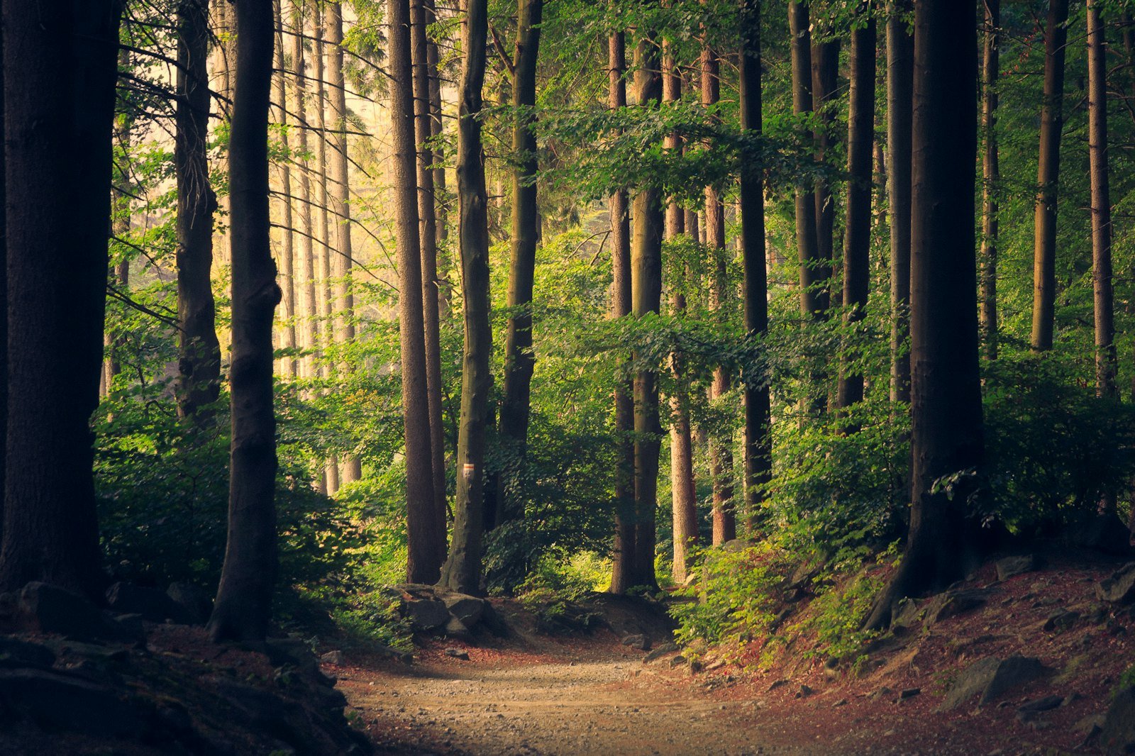 Forest path similar to trails in Prince William Forest Park